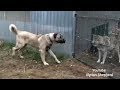 Turkish Kangal vs Wolf test