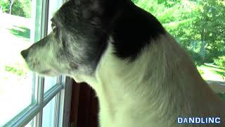 Ancient Jack Russell Terrier (JRT) Chasing Wild Turkeys