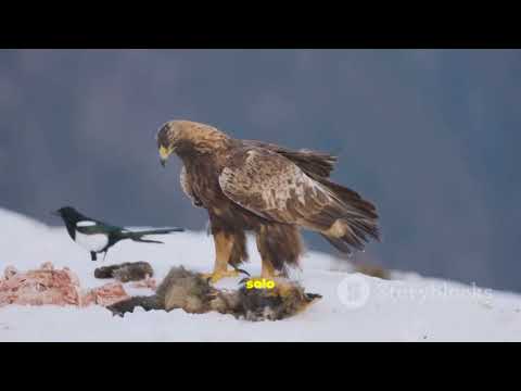 Who Would Win: Eagle vs. Condor