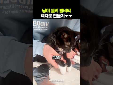 냥이 젤리 발바닥 액자로 만들기ㅋㅋ
