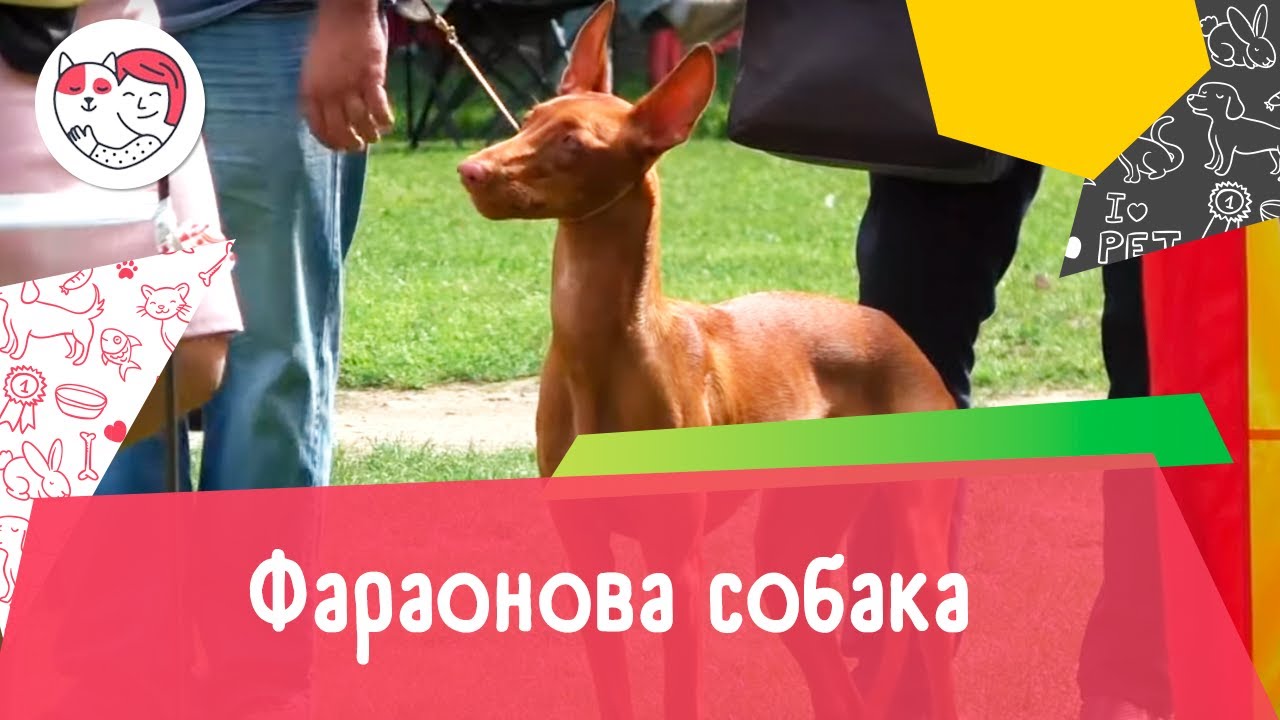 Фараонова собака. Особенности. Уход