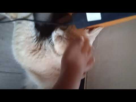my cat Loki vs my little brother ilyas