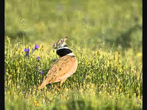 Thelleza pike mbi vetull