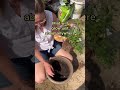 why Mint for your #Garden | Planting a Mint start | creative explained