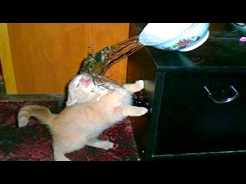 try not to laugh rewind 2022