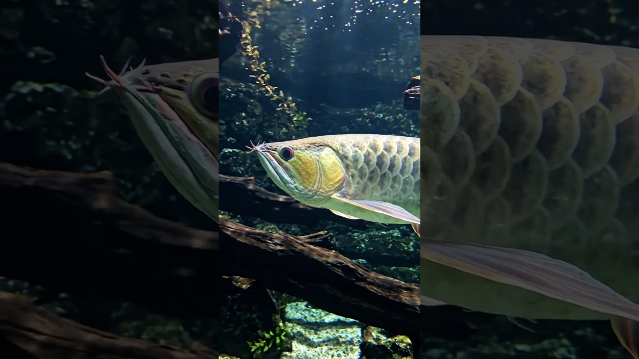 Monster Arowana Fish #fish #aquariumfish