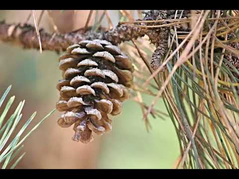 PIÑ / Whispering Still - SRTW ft. Charity Children (Little Rose Remix)