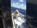 Shark Leaps Out of Water to Attack Crew Member#Shipside Thrills#Shipside#Shark Attack