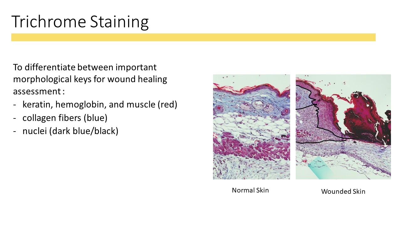 Evaluating the Efficacy of Equine Mesenchymal Stromal Cell Secretome on Innate Immune Responses