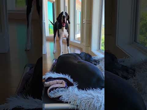 Dog Gets Revenge! Great Dane Puppy Throws Fit When Big Sister Now Takes His Spot! 👀😂🤣🐾