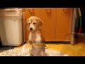 Video 'Beagle Learns to Catch Ball'