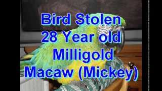 Macaw Bird Stolen May 14 Los angeles