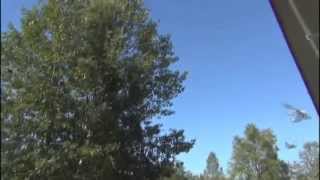 The Birds & the Bees in New Unified Style - Don't Miss This One (shape-shifting alert)