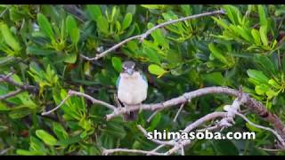 漫湖干潟にナンヨウショウビン現る!! (動画あり)