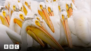 The spectacle of a great Pelican feeding bonanza | BBC Global