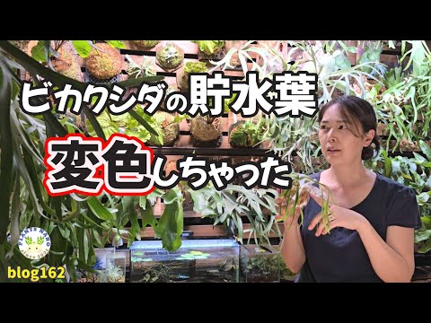 カンムリトーチリリー 植物