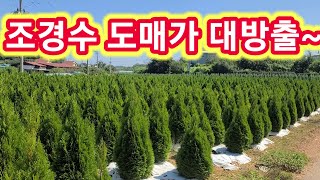 조경수 아주싸게 도매가 대방출~위치 화성시 마도면. 정원수,관상수,문그로우,에메랄드그린,스카이로켓,황금측백,…