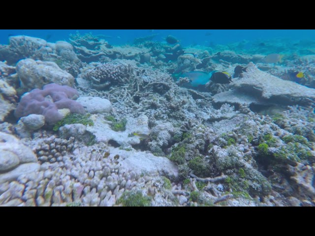 Maldives House Reef Snorkeling - Vilamendhoo Water Bungalow