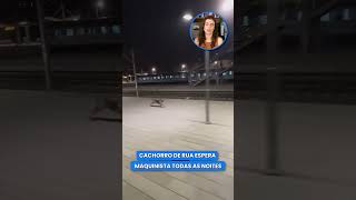 EXEMPLO DE LEALDADE CACHORRO DE RUA ESPERA TODAS AS NOITES POR MAQUINISTA EM ESTAÇÃO DE TREM