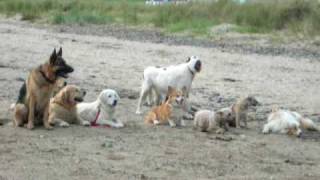 preview picture of video 'Llansteffan Beach/Dog Training?'