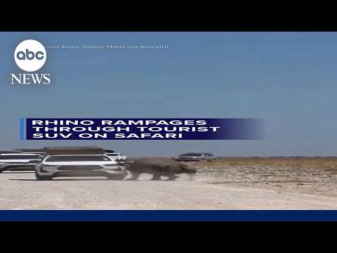 Rhino rampages through tourist SUV on safari