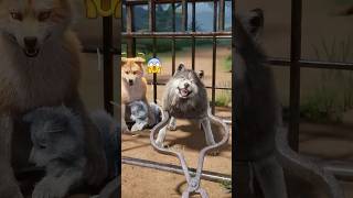 Mother Wolf's Strength: Fights to Free Little Jerry #wolf #wolfgame #slg