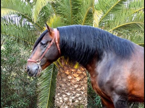 Baroque, beautiful, well-behaved PRE stallion - 4 years old - 1.66 m