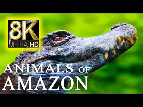 ANIMALS OF AMAZON IN 8K TV HDR 60FPS ULTRA HD - Relax Music with Real Nature Sounds