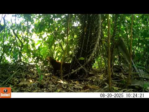 Gato-mourisco (Herpailurus yagouaroundi) - monitoramento de fauna em Água Clara, MS