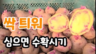 씨감자 싹틔워 심어야 수확시기