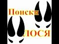 В поисках лося