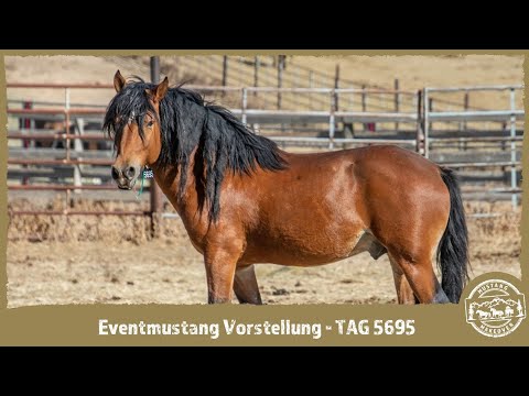 TAG 5695 - MUSTANG MAKEOVER 2021 - Vorstellung Eventpferde