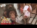 Maybe It Wasn T Sheep Herding Babe Pig In The City 1998 Screen Bites