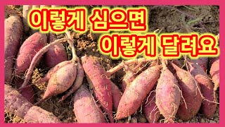 고구마 이렇게 심었더니 완전대박~고구마 심는 방법중 최고 