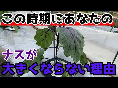 苗が成長しないのはなぜですか?それを修正するにはどうすればよいですか?  庭園