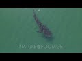 Whale Shark (rhincodon typus), the biggest fish in the ocean, a huge gentle plankton filterer gia...