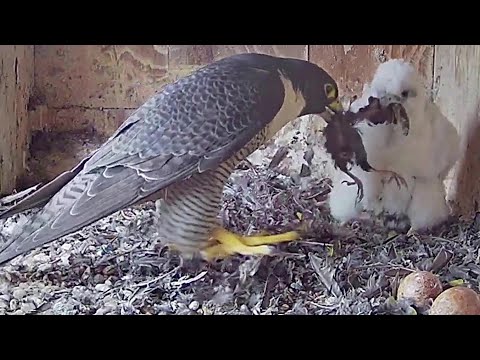 FalconCam Orange CSU~Yurruga shows that she is a bird of prey! Just great!~4:23 PM 2021/11/1