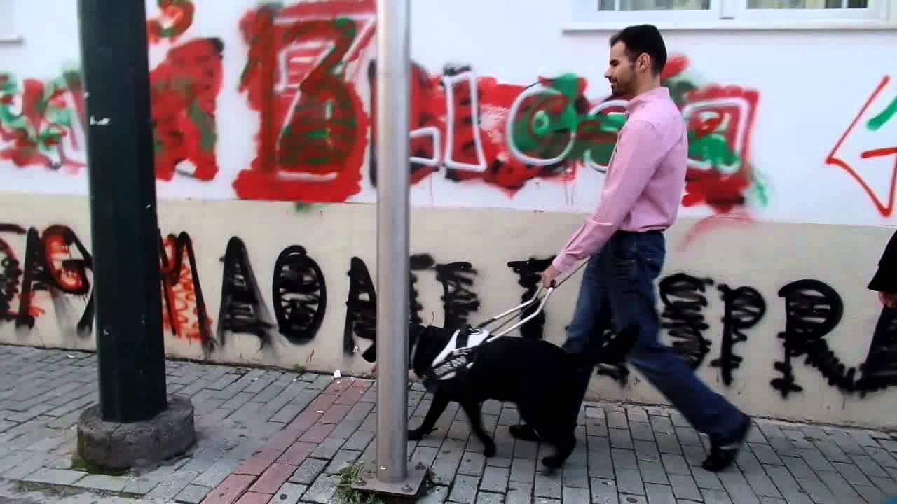 Βαγγέλης Αυγουλάς | Μια βόλτα με Σκύλο Οδηγό Τυφλών σε Ελληνική Πόλη