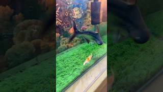Download lagu A Wild Snail Got Stuck in Our Shark's Mouth 🐠 #fish #aquarium #shorts mp3