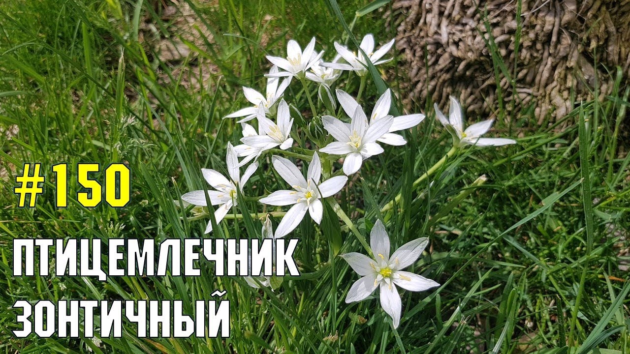 Птицемлечник зонтичный | Жизнь в Адлере