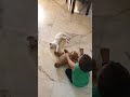 Cat Attacking Baby