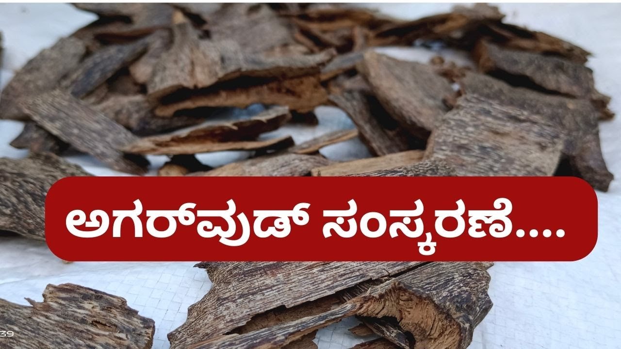 #Agriculture | ಮಲೆನಾಡಲ್ಲಿ ಅಗರ್‌ವುಡ್‌ ಕಟಾವು-ಸಂಸ್ಕರಣೆಗೆ ಆರಂಭ | ಅಡಿಕೆಯ ...