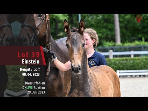 ONLIVE-AUKTION Lot 39 Einstein Hengst v. Extra Gold - Charmeur