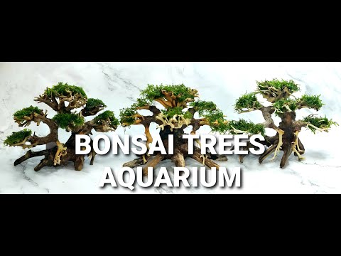 Making a Bonsai Aquarium Tree with 3 Different Aquatic Moss