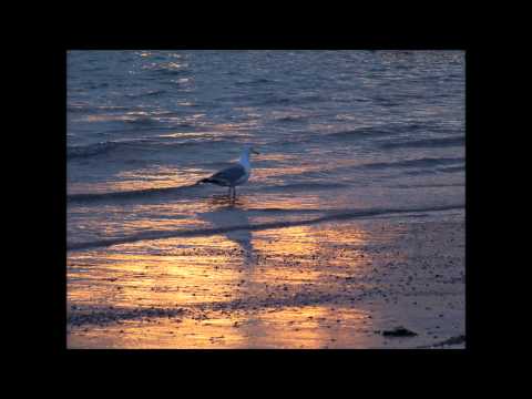 Navarová - Sedávám na domovních schodech cover