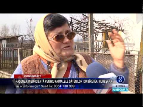 PĂŞUNEA INSUFICIENTĂ PENTRU ANIMALELE SĂTENILOR  DIN BRETEA  MUREŞANĂ