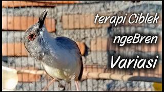Download lagu TERAPI CIBLEK NGEBREN 🔥 Variasi Isian Suara Bikin Makin Gacor! mp3