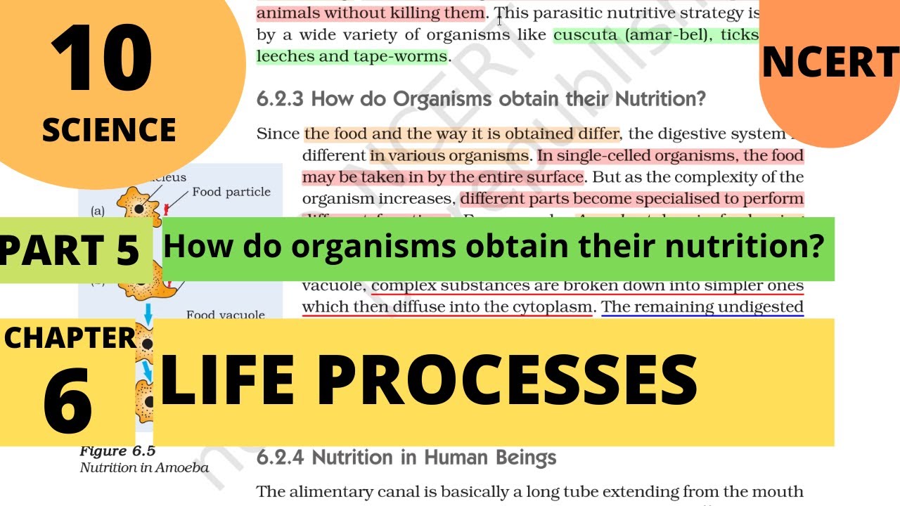 10th Science Ncert CH 6: Life Processes | How do organisms obtain nutrition (Part 5)