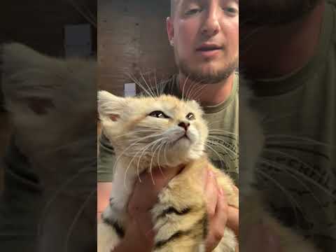 Sand Cat @ Underground Reptiles