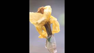 Howard Shore - The Grey Havens (feat. Sir James Galway) from The Lord of the Rings